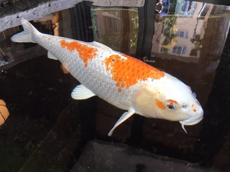 「浅草むぎとろ」のとろろ食べ放題「むぎとろバイキング」のクオリティがヤバイ！どうせなら2,000円コースを楽しむべし