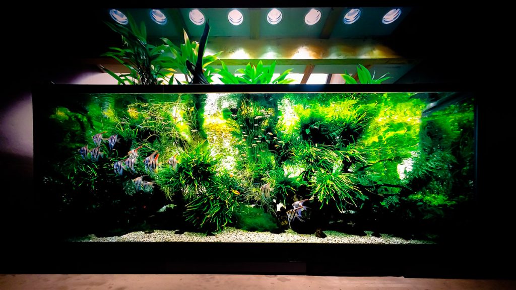 大規模ネイチャーアクアリウム展覧会「天野 尚 NATURE AQUARIUM